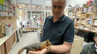 Artvin’de bir sürücünün sincap için gösterdiği duyarlı çaba