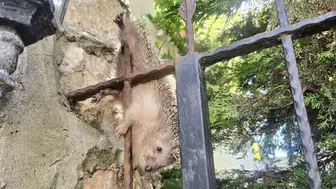 Demir çitlere sıkışan kirpiyi belediye ekipleri kurtardı