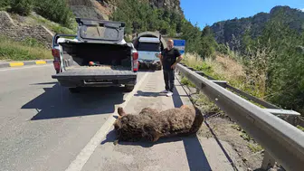 Karabük yolunda otomobilin çarptığı ayı çayda ölü bulundu