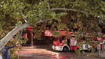 İzmit’te dev dal tramvay hattını kilitledi