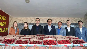Selendi'de kiraz üreticileri en iyi mahsul için yarıştı