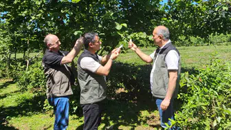 Artvin’de zararlı böceklere karşı samuray arıları göreve başladı