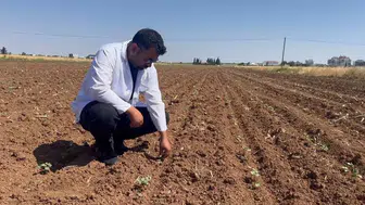 Urfa pamuk tarlalarında hasat sonrası böcek istilası kapıda