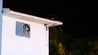 Batman Gercüş'te trafo üzerinde yakalanan sansarların neşeli dakikaları