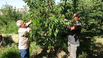Malatya’da dalbastı kirazı hasadı başladı ama işçi bulunamıyor