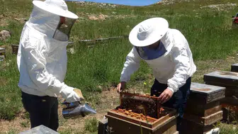 Torosların zirvesinde bal mesaisi başladı