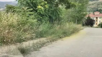 Bilecik'te kaldırımları otlar bürüdü yılan korkusu başladı