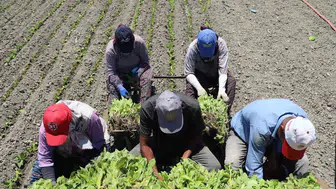 Ev ve tarım işçilerine Yargıtay'dan tazminat müjdesi