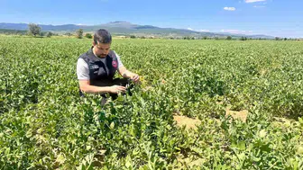 Afyonkarahisar tarlalarında üretim takibi başladı