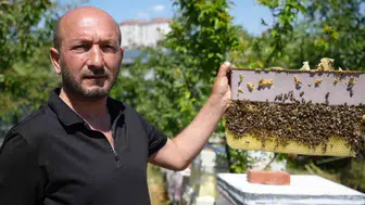 Ankara'da arıları çıplak elle yöneten adam