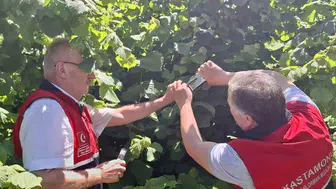 Kastamonu fındık bahçelerinde samuray arısı dönemi başladı
