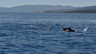 Bodrum açıklarında hayalet ağ temizliğine yunus sürüsü eşlik etti