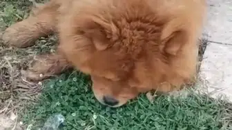 Alanya'da köpeğe eziyet iddiasına gözaltı