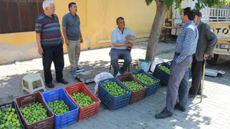 Aydın’da incir için kritik sezon başladı
