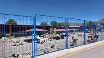 Erzurum’da sokak köpeği sorunu nasıl çözüldü?