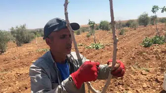 Şanlıurfa bahçelerinde yüksek verim için fıstık aşılama mesaisi