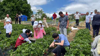 Samsun’un yükseklerinde çilek bereketi yaşanıyor