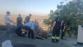 Afyonkarahisar'da çatıya çıkan inek mahsur kaldı