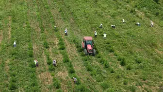 Sinop ormanlarında fidanlar için temizlik mesaisi başladı