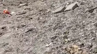 Mudanya sahilinde şaşırtan yaban domuzu yürüyüşü