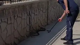 Adıyaman Eğitim ve Araştırma Hastanesi bahçesinde iki metrelik yılan paniği