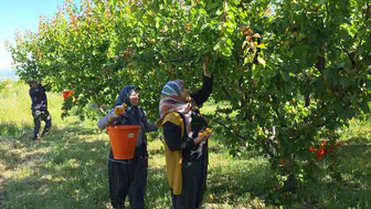Mut kayısısında bolluk dönemi Üretici rekolteden memnun