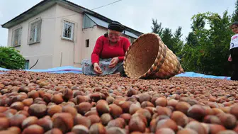 Düzce fındığı Avrupa sofralarında yerini sağlamlaştırıyor