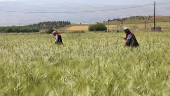 Elazığ çiftçisinin tarlasında süne takibi başladı