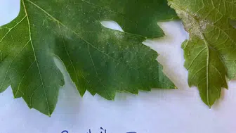 Manisa Sarıgöl'de bağ üreticilerine kritik ilaçlama uyarısı