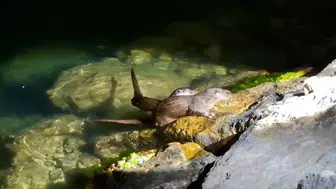 Amasra kıyısında beklenmedik dostluk