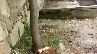 Erzurum'da sincabın ceviz isyanı kameraya yansıdı