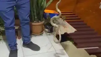 Antalya’da yılan paniği Ev sahibinden sürüngene sert uyarı