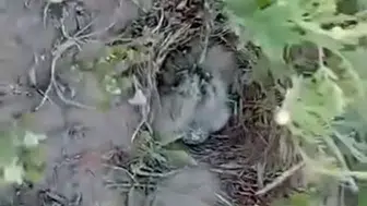 İnşaat sahasında beklenmedik misafirler için özel güvenlik önlemi