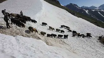 Kaçkar Dağları’nda asırlık gelenek Öküz Göçü zorlu yolları aştı