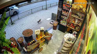 Giresun’da sokak kedisi dükkan önündeki çuvalı devirdi