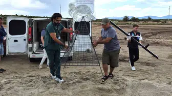 Didim’de caretta caretta çakal saldırısından son anda kurtarıldı