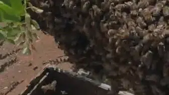 Elazığ’da arılar kovanı terk edip ağaca yerleşti