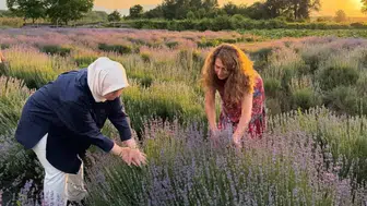 Düzce’nin köylerinde mor hasat zamanı başladı