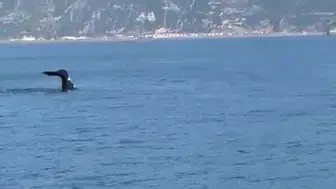 Samandağ açıklarında deniz devine sürpriz karşılaşma