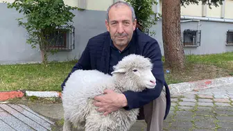 Samsun Kavak Adliyesi’nin en sadık çalışanı bir kuzu oldu