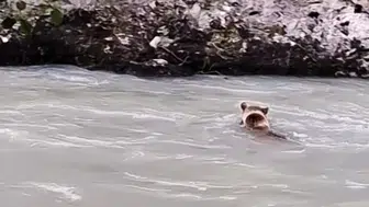 Munzur Nehri’nde ayının zorlu geçiş mücadelesi