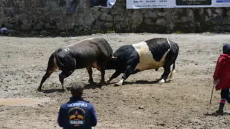 Ayder Yaylası’nda boğalar arenaya çıktı