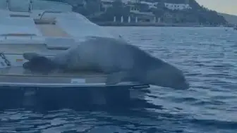 Bodrum açıklarında misafirimiz var