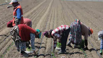 Karacabey tarlalarında salçalık domates mesaisi başladı