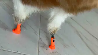 Balım için bir ilk 3 boyutlu teknolojiyle yeniden yürüyor