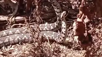 Aydın’da şeritli engereklerin nadir görülen dansı kameraya yansıdı
