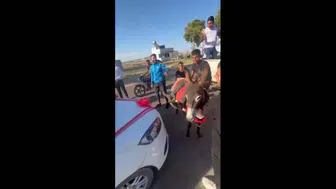 Hatay'da düğün konvoyuna eşekli engel
