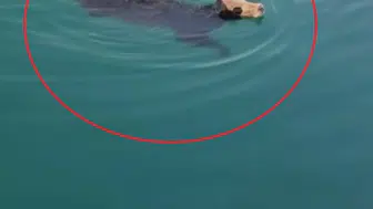 İskenderun Limanı’nda gemiden atlayan angusun denizde yüzüşü şaşırttı