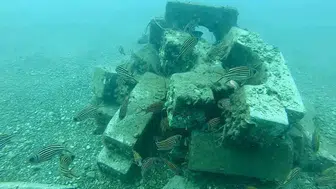 Antalya kıyılarında deniz yaşamını beton bloklarla canlandırıyorlar