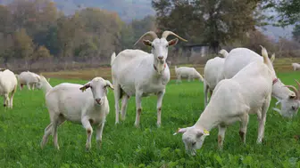 Kocaeli’de çiftçinin yem maliyeti hibeyle düştü